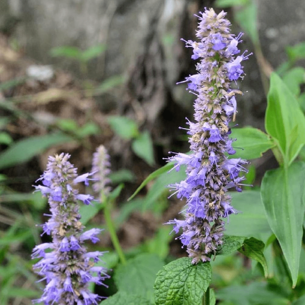 Des images de diff�rentes plantes